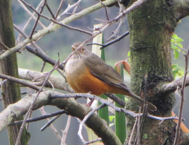 Passeriforme boliviano:  Turdus rufiventris